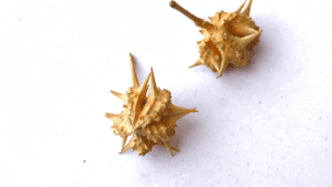 Dry seeds of Tribulus terrestris Linn.