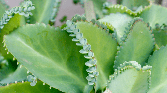 kalanchoe pinnata medicinal uses