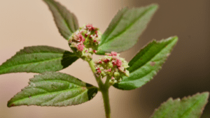 Euphorbia hirta flowers