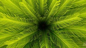 Botanical description of sago palm